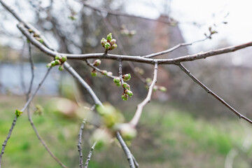 Interesting blooming tree species with colorful colorful buds in spring or in summer at the appropriate time of the year. Unusual inflorescences of different shapes