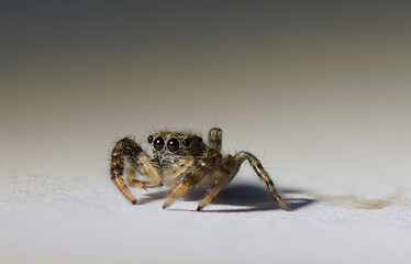 Springspinne