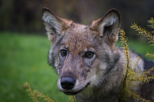 Portrait of a wolf cub