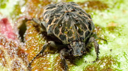 Macro photography, details of a small beetle wet with dew on green leaves, shallow depth of field, selective photo.
