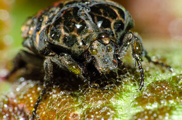 Macro photography, details of a small beetle wet with dew on green leaves, shallow depth of field, selective photo.