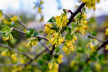 Interesting blooming tree species with colorful colorful buds in spring or in summer at the appropriate time of the year. Unusual inflorescences of different shapes