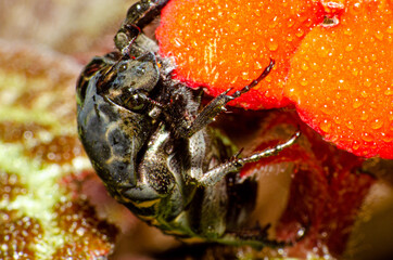 Macro photography, details of a small beetle next to a red flower, shallow depth of field, selective photo.