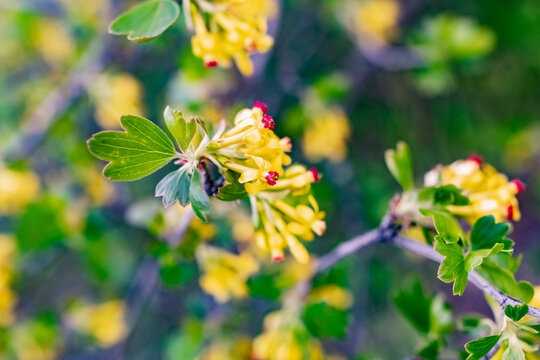 Interesting blooming tree species with colorful colorful buds in spring or in summer at the appropriate time of the year. Unusual inflorescences of different shapes