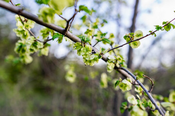 Interesting blooming tree species with colorful colorful buds in spring or in summer at the appropriate time of the year. Unusual inflorescences of different shapes