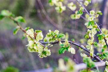 Interesting blooming tree species with colorful colorful buds in spring or in summer at the appropriate time of the year. Unusual inflorescences of different shapes