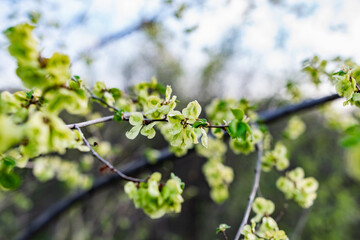 Interesting blooming tree species with colorful colorful buds in spring or in summer at the appropriate time of the year. Unusual inflorescences of different shapes