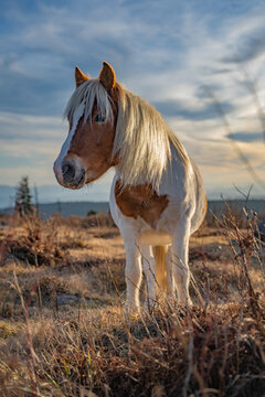 Wild Pony Close Up Mount Rogers Virginia