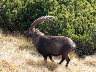 Alpine ibex (Capra ibex) in the high mountains between mountain pines
