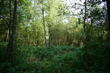 morning in the forest