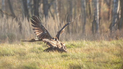 Orzeł bielik © Robert