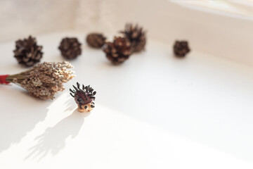 A small hedgehog made of clay with needles on a light background. Shadi's bumps in the blur