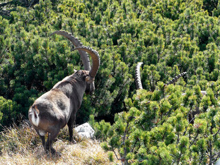 Two Alpine ibex (Capra ibex) in the high mountains