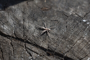 Spider sits on a tree