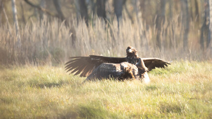 Orzeł bielik © Robert