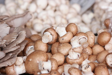 Mushroom background on market stall. Fresh organic mushrooms at farmers market.