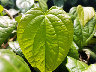 Daun Sirih, Betel Leaf, Piper Betle