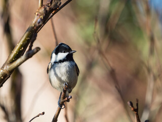 A beautiful Coal Tit (Periparus Ater) sits perched on the end of a branch with highlight in its eye as it looks sideways.