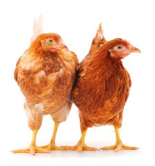 Two brown hen isolated.