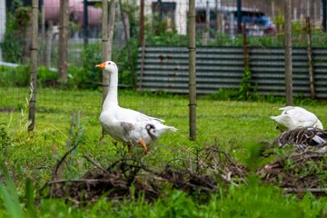 portrait of goose on the grass