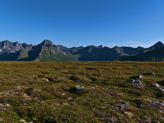 Beautiful rocky meadow of moss, bushes and grass with mountain range on background on hiking tour to Matmoa peak on Austvågøya island, Lofoten, Norway on sunny day in late summer with clear sky.