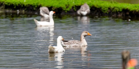 group of gooses on the river