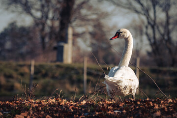 łabędź niemy © Sporywildlife