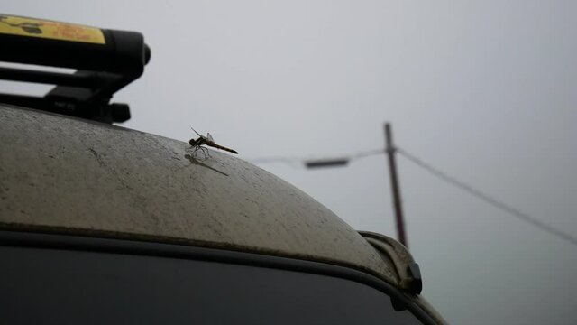Dragonfly insect sitting motionless and still on roof of a car on a dull and rainy morning in japan.