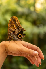 Owl Eye Butterfly