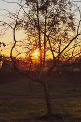 Sun through the branches on the farm