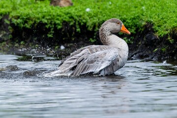 portrait of goose on the river