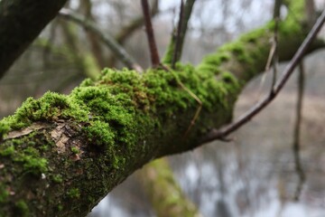 moss on tree