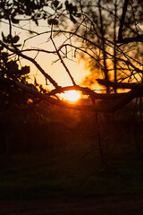 Sun through the branches on the farm