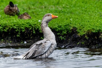 portrait of goose on the river
