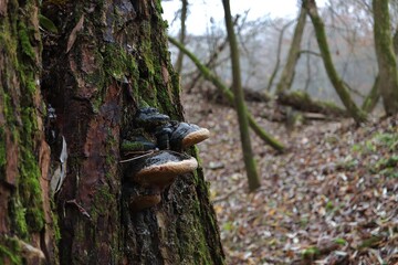 tinder fungus in the forest
