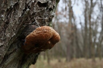 Tinder fungus fresh closeup