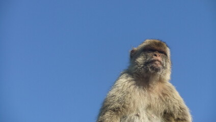 Naklejka na ściany i meble Gibraltar baboon