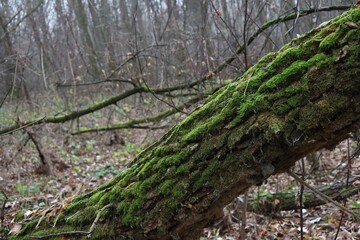 moss on tree in the autumn forest 