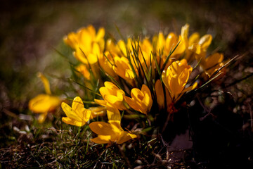 Beautiful yellow crocus Flowers Blooming in Spring