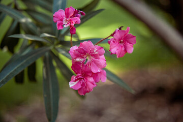 Beautiful pink oleander Flowers Blooming in Spring