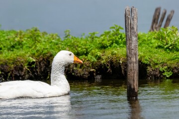 portrait of goose on the river