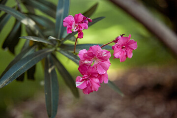 Beautiful pink oleander Flowers Blooming in Spring