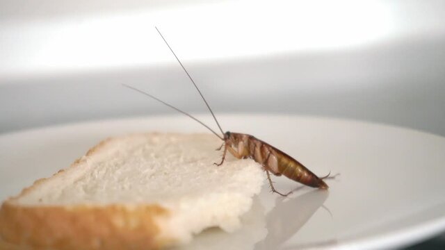 The big cockroach sits on a piece of bread in a plate and eats bread. Domestic insects.