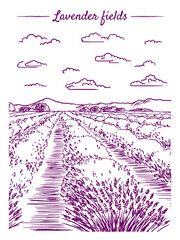 A sketch of lavender fields. French countryside landscape in Provence. Creates a summer mood.