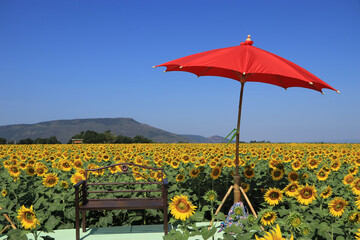 Sunflower field scenery red umbrella and chair