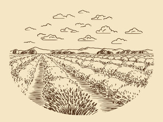 A sketch of lavender fields. French countryside landscape in Provence. Creates a summer mood.