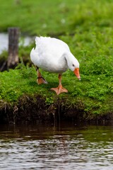 portrait of goose on the grass