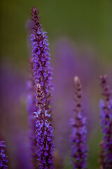 Honeybee on blooming lavender flower macro closeup 