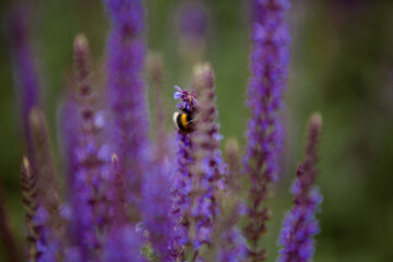 Honeybee on blooming lavender flower macro closeup 