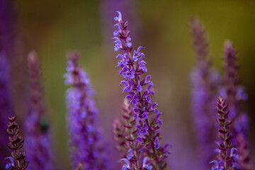 Honeybee on blooming lavender flower macro closeup 
